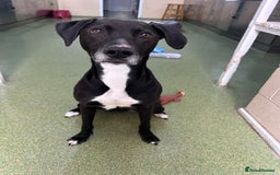 Mixed Breed dogs for adoption: Luna  - Image 2