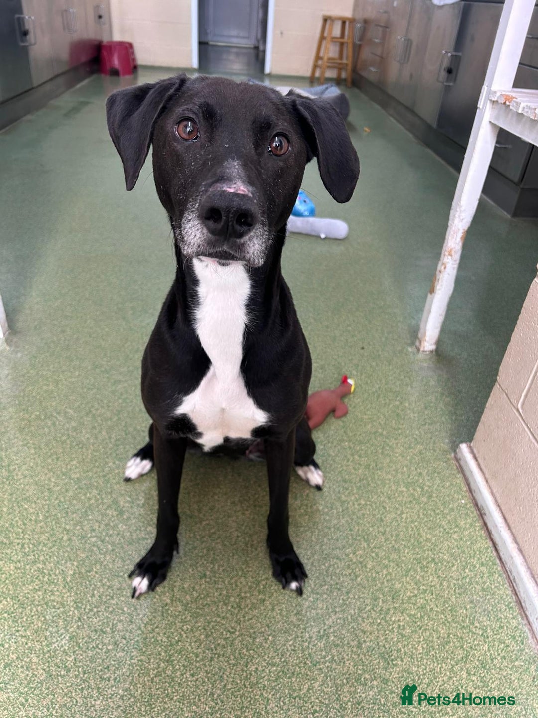 Mixed Breed dogs for adoption: Luna  - Image 2