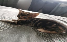 British Shorthair cats for sale: Kittens  - Image 1