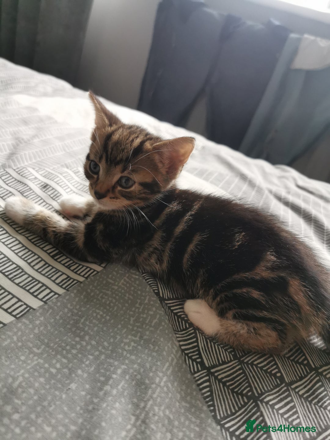 British Shorthair cats for sale: Kittens  - Image 1
