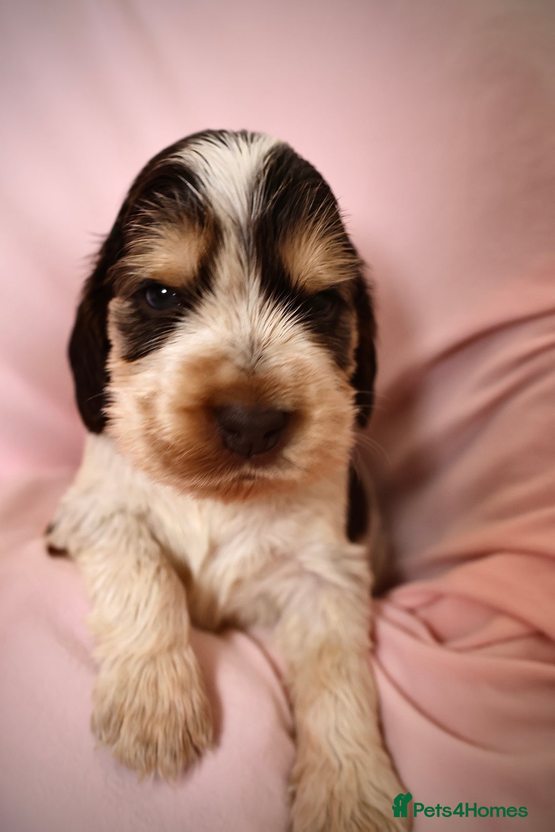 Cocker Spaniel dogs for sale: Beautiful family SHOW cocker spaniels LAST 2 - Image 16