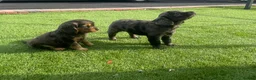 Cocker Spaniel dogs for sale: Cocker spaniel puppies in Llanelli - Advert 6