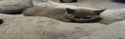 British Shorthair cats for sale: Purebred British shorthair kittens - Advert 3