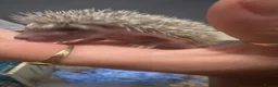Pygmy Hedgehog rodents for sale: Pygmy hedgehogs  - Advert 10