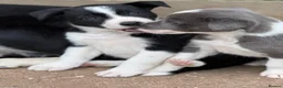 Border Collie dogs for stud: *STUD* Stunning lilac and white border collie  - Advert 10