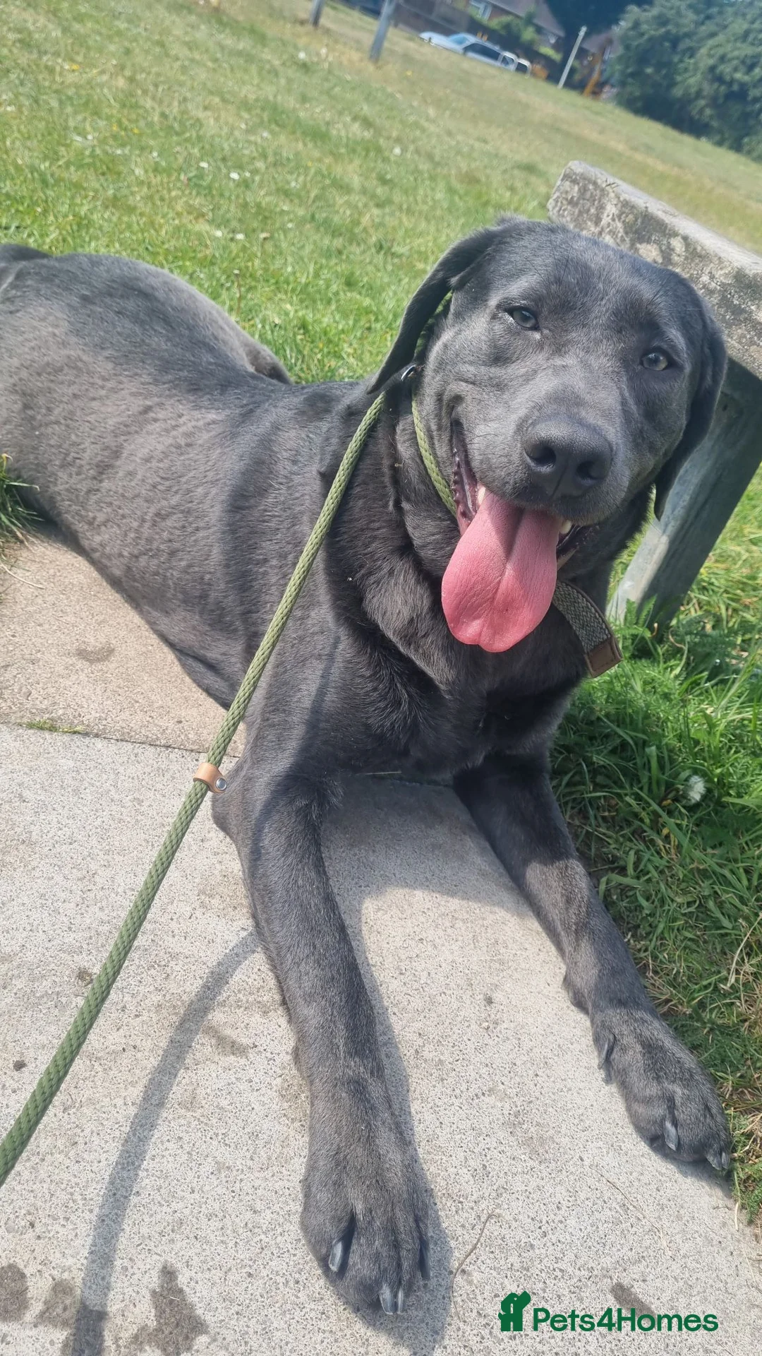 Labrador Retriever dogs for sale: Charcoal Labrador Harvey in Bournemouth - Advert 2