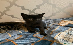 Mixed Breed cats for sale: Boy kitten looking for he’s for ever home  - Image 4