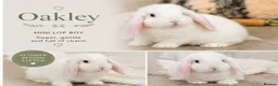 Mini Lop rabbits for sale: Adorable Mini Lops - Advert 2