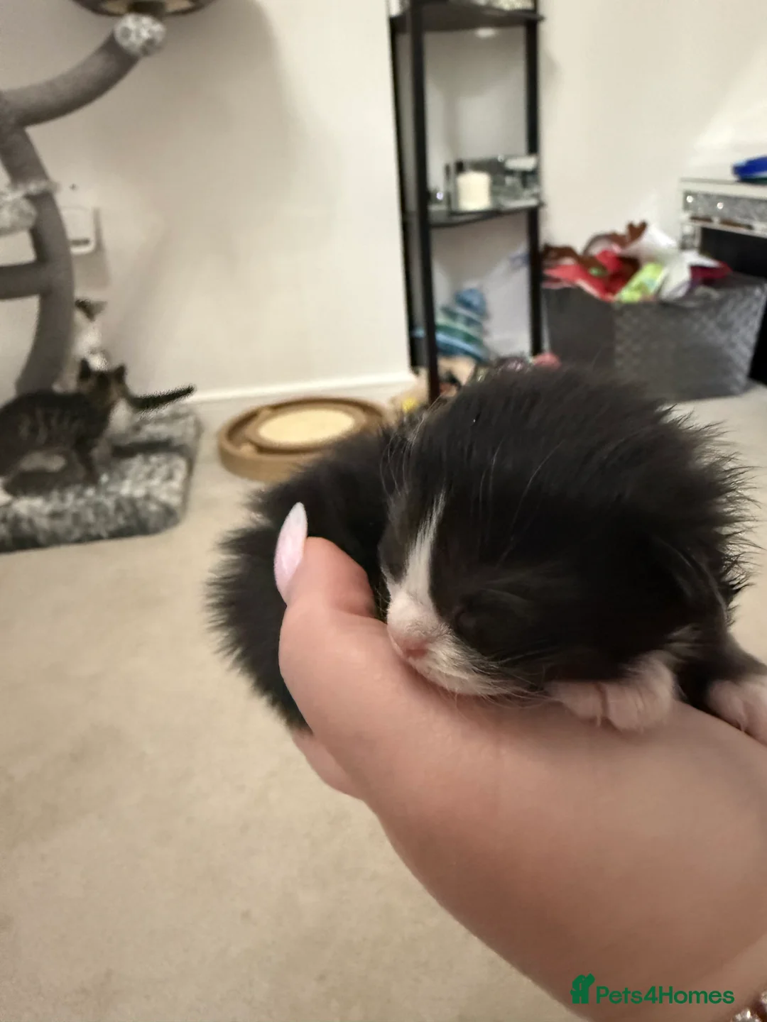 Maine Coon cats for sale: Polydactyl Maine Coon Kittens.  - Advert 4