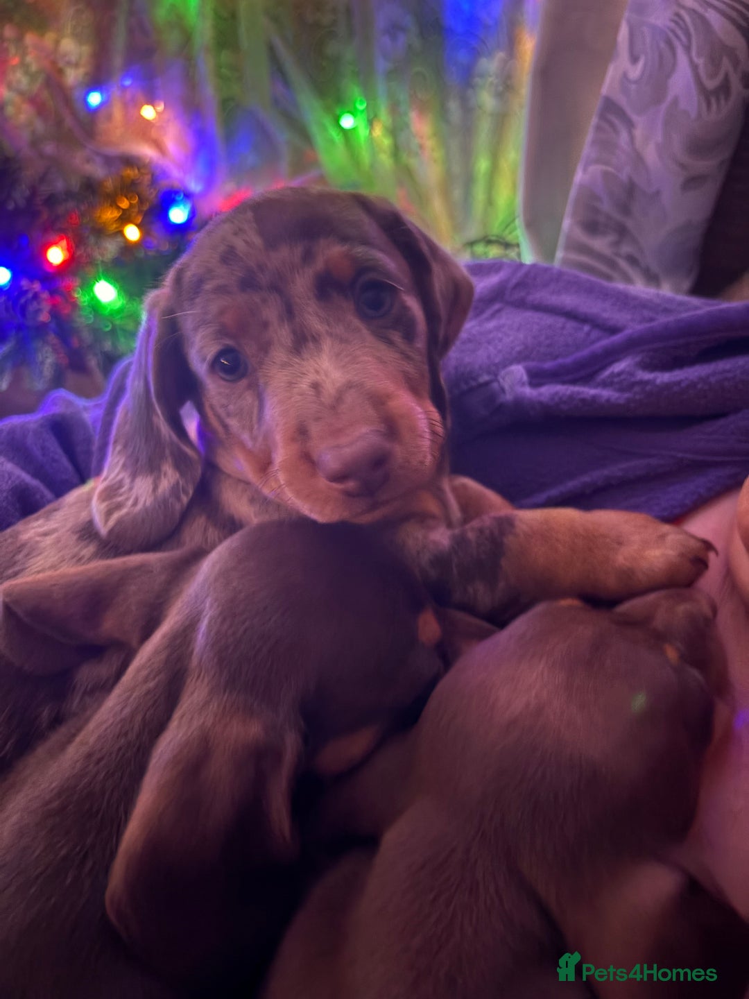 Dachshund dogs for sale: 4 absolutely gorgeous dachshund girls  - Advert 3
