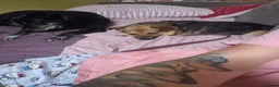 Mixed Breed dogs for adoption: Mandy - Dereham Norfolk  in Dereham - Advert 6
