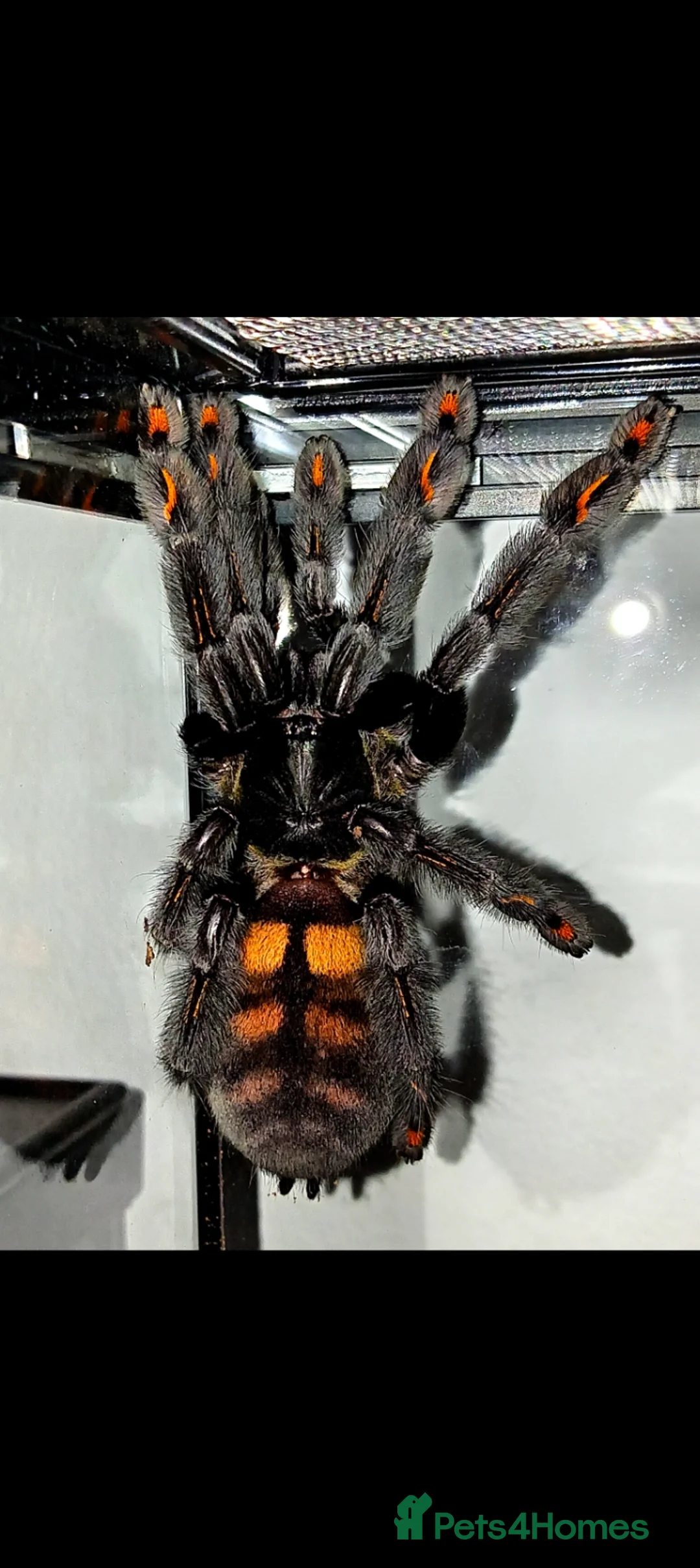 Tarantulas invertebrates for sale: Venezuelan suntiger Psalmopoeus irminia Slings 1cm in Bournemouth - Advert 1