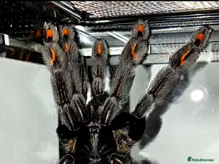 Tarantulas invertebrates Venezuelan suntiger Psalmopoeus irminia Slings 1cm - Advert 4