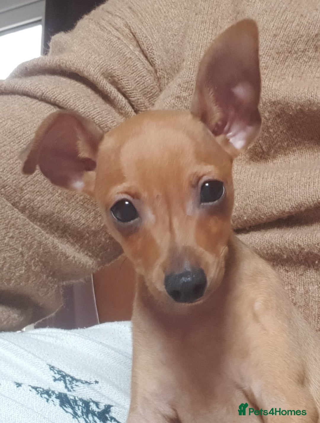 Miniature Pinscher dogs for sale: Miniature Pinscher Last boy pup show potential  - Advert 14