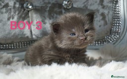 Maine Coon cats for sale: SHOW QUALITY MAINE COON KITTENS  - Image 5