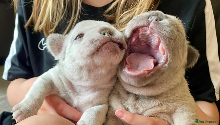 French Bulldog dogs Lilac girl 💖 Merle boy 💙 french bulldog puppies  - Advert 1