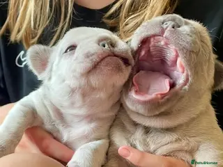 French Bulldog dogs Lilac girl 💖 Merle boy 💙 french bulldog puppies - Advert 1