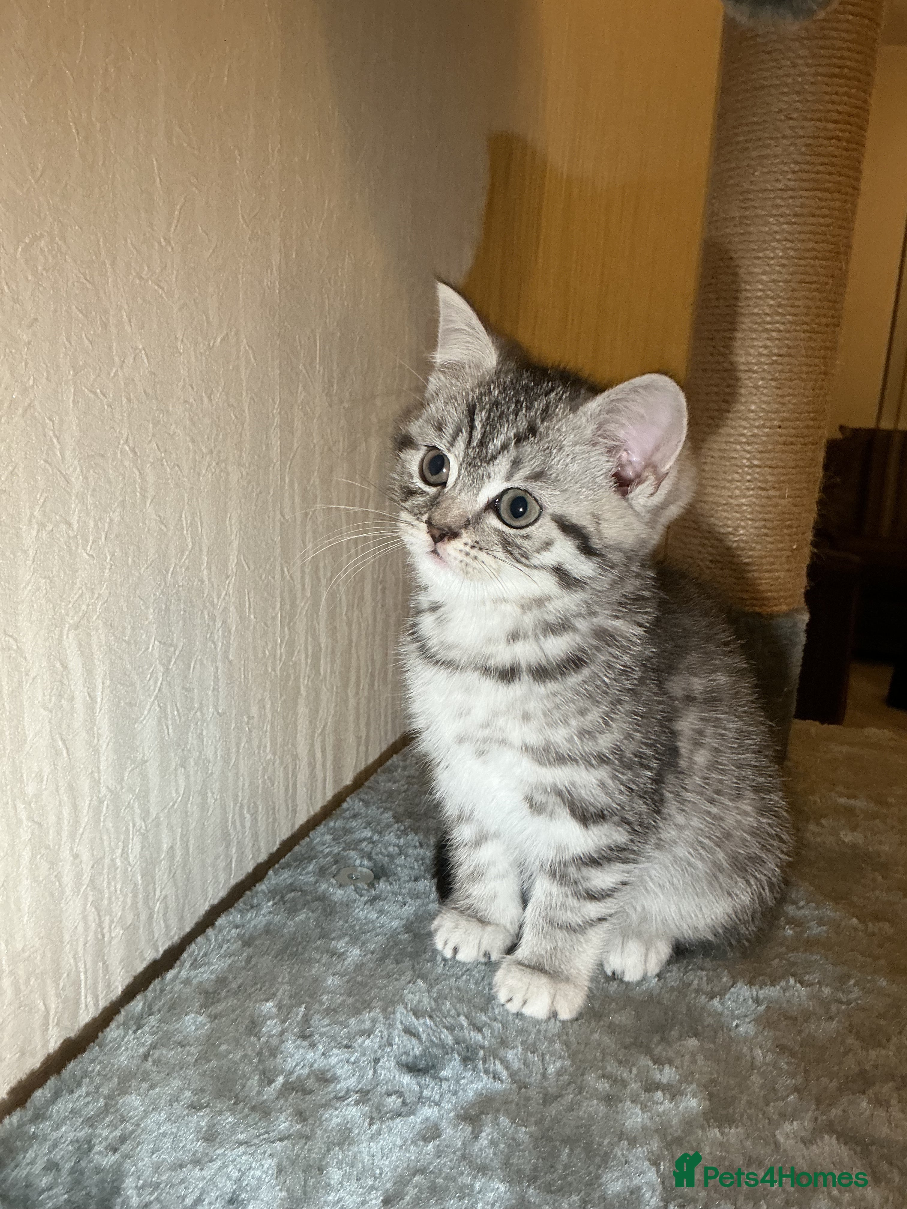 British Shorthair cats 1 beautiful tabby BSH kitten READY NOW! - Advert 2