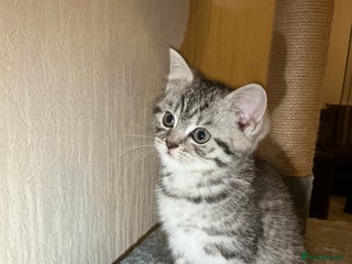 British Shorthair cats 1 beautiful tabby BSH kitten READY NOW! - Advert 3