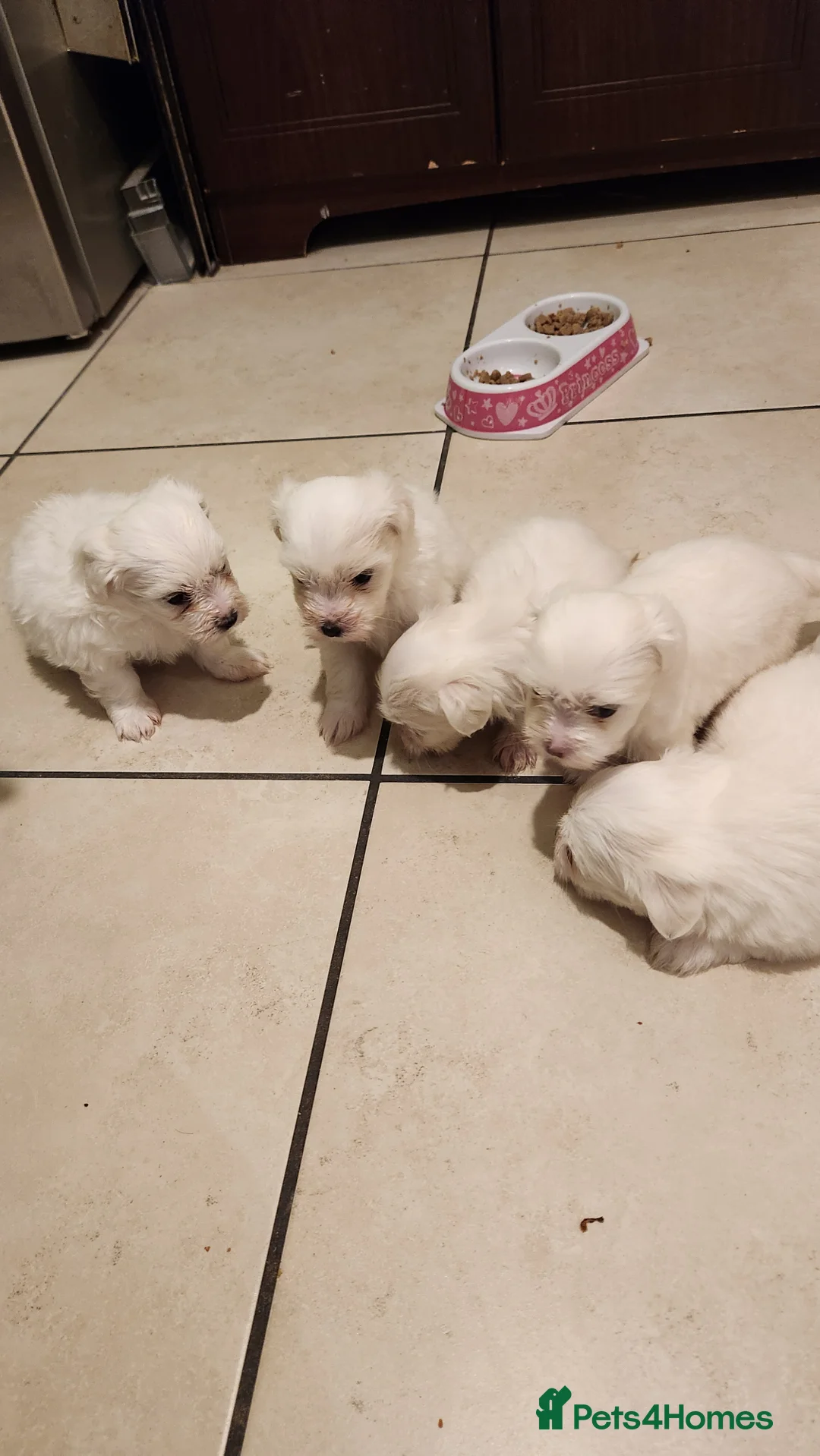 Mixed Breed dogs for sale: Maltichon - Advert 4