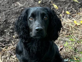 Cocker Spaniel dogs in Driffield - Advert 14