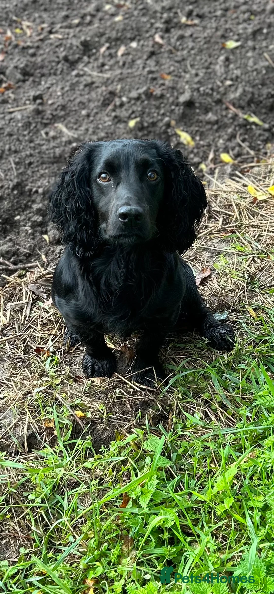 Cocker Spaniel dogs for stud: Fully health tested KC black Stud  in Driffield - Advert 1