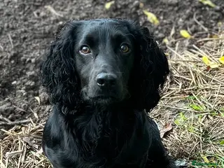 Cocker Spaniel dogs Fully health tested KC black Stud in Driffield - Advert 2