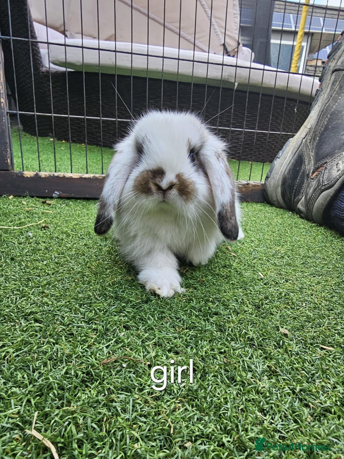 Mini Lop rabbits Beautiful mini lops for sale 💙🩷 - Advert 1