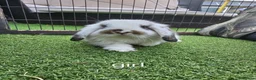 Mini Lop rabbits for sale: Beautiful mini lops for sale 💙🩷 - Advert 1