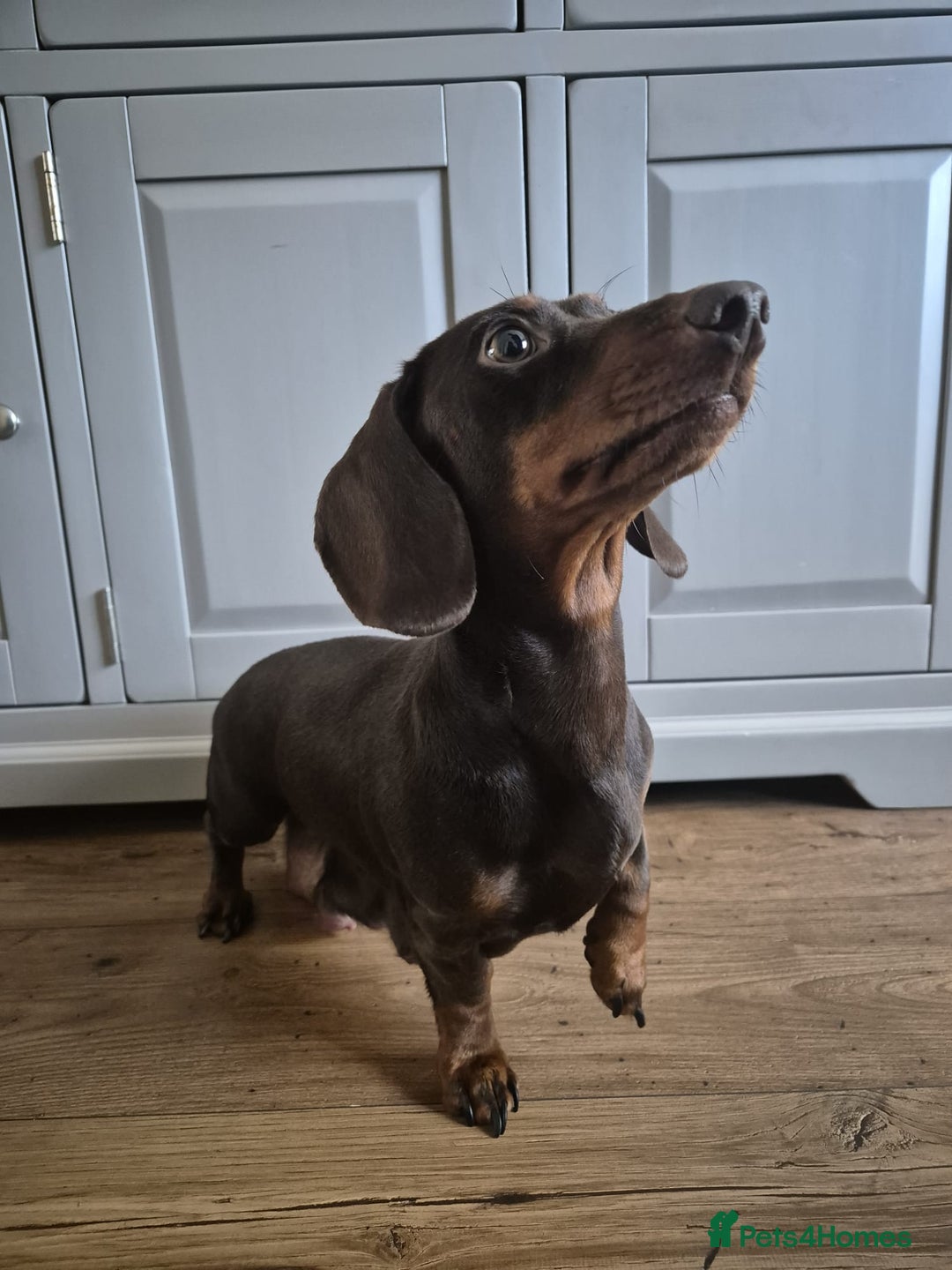Miniature Dachshund dogs for sale: Miniature Dachshunds - Image 6