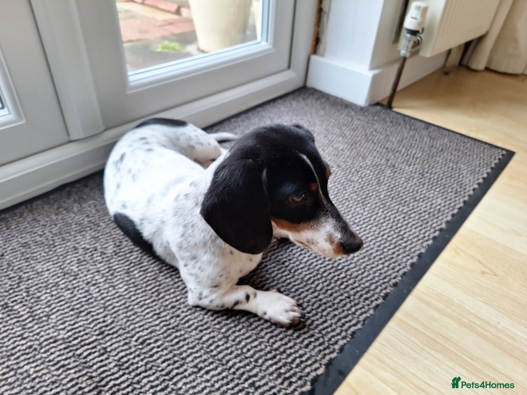 Miniature Dachshund dogs for sale: Miniature Dachsund  - Advert 19