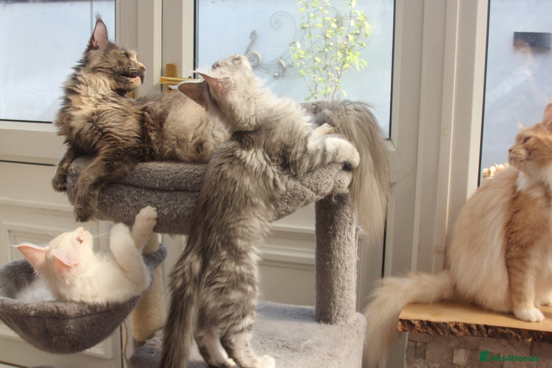 Maine Coon cats for sale: TICA PEDIGREE MAINE COON KITTENS  - Image 10