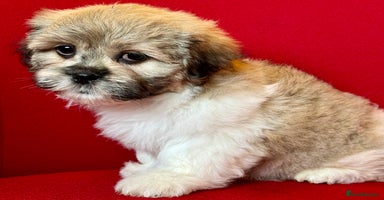 Mixed Breed dogs - Advert 6