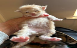 Maine Coon cats for sale: Stunning XL Pure bred Main Coon kittens for sale  - Image 14