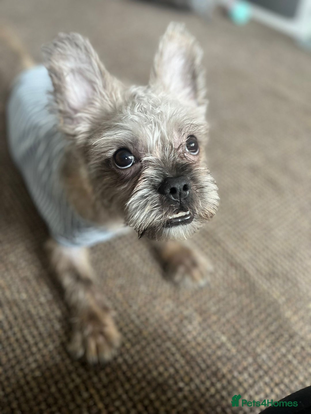 Mixed Breed dogs for sale: Gorgeous 6 month Frenchie x Shih Zu - Image 4