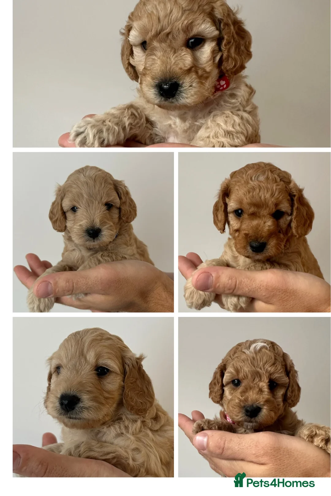 Cockapoo dogs for sale: Gorgeous Cockapoo Puppies – 3 Girls & 2 Boys in Swindon - Advert 1