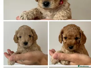 Cockapoo dogs Cockapoo Puppies – 3 Girls & 2 Boys - Advert 2