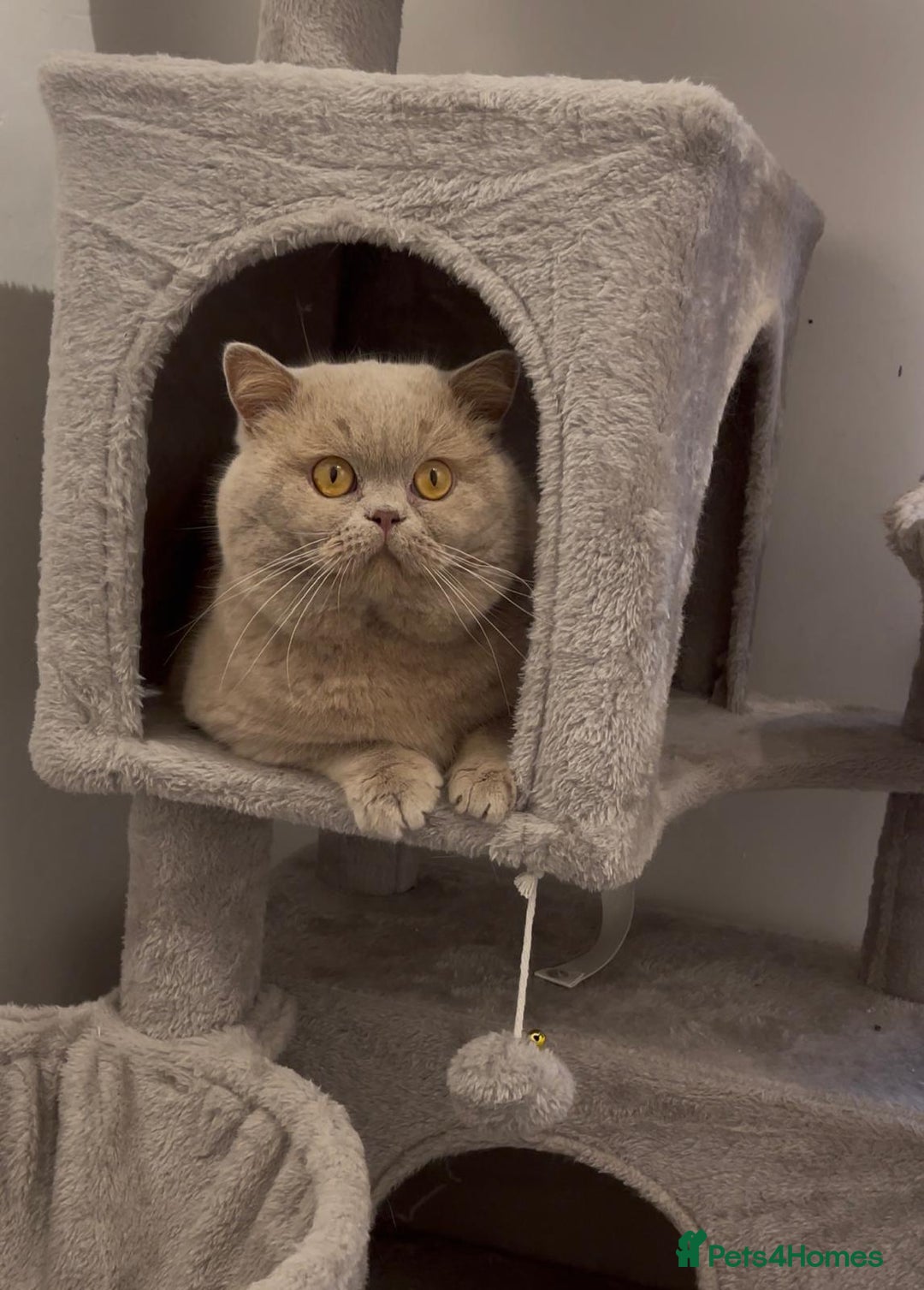 British Shorthair cats for stud: Fawn Male available for stud duties - Advert 4