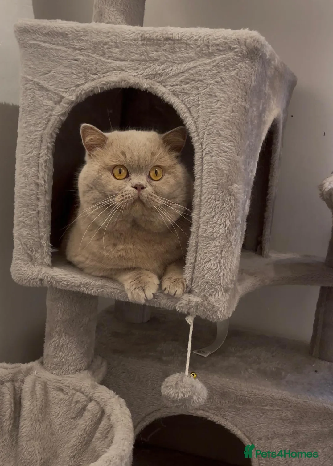 British Shorthair cats for stud: Fawn Male available for stud duties - Advert 4