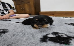 Dachshund dogs for sale: Kc wirehaired daschund puppies  - Image 9