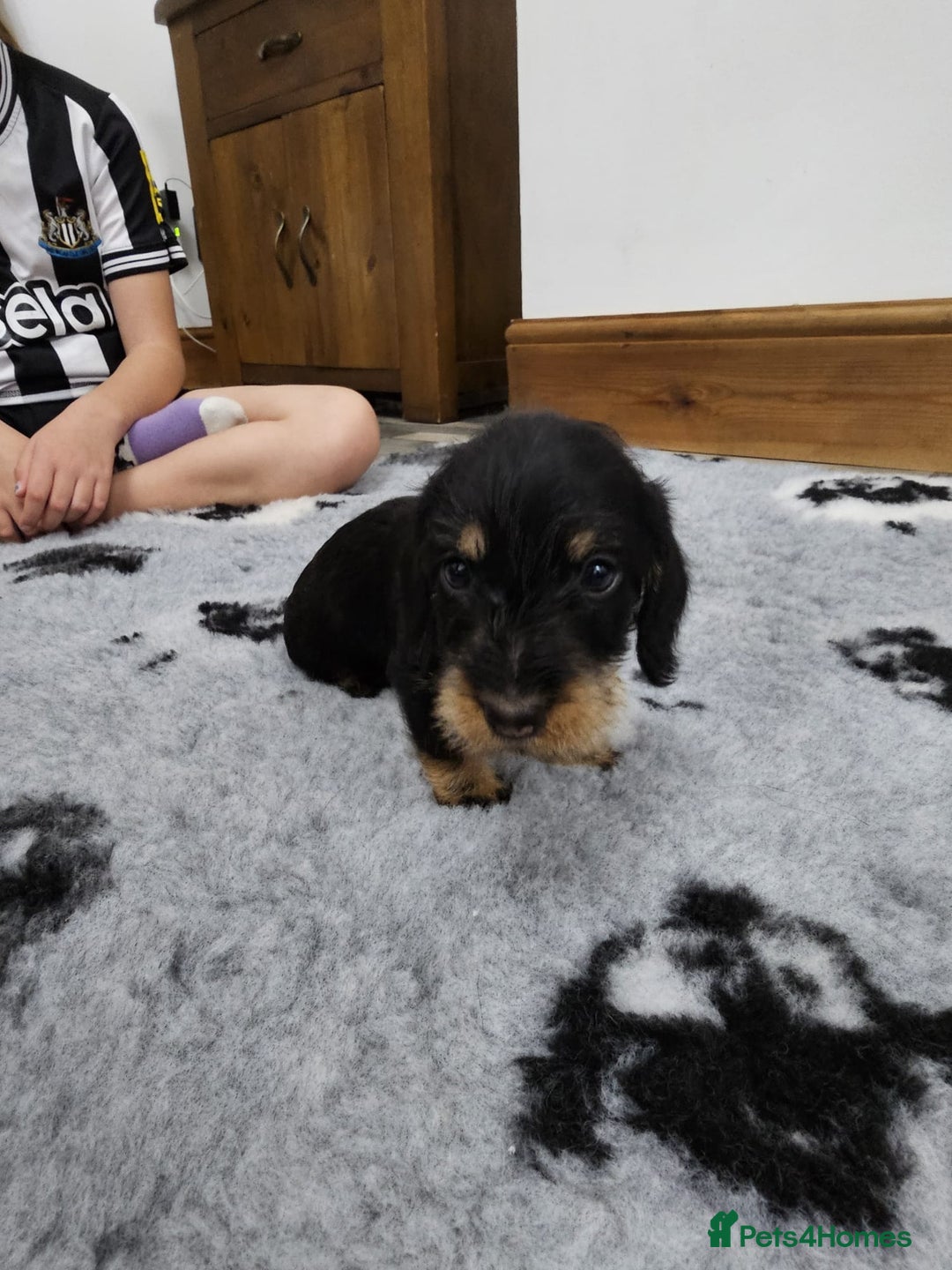 Dachshund dogs for sale: Kc wirehaired daschund puppies  - Image 9