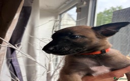 Belgian Shepherd Dog dogs for sale: Belgian malinois  - Image 9