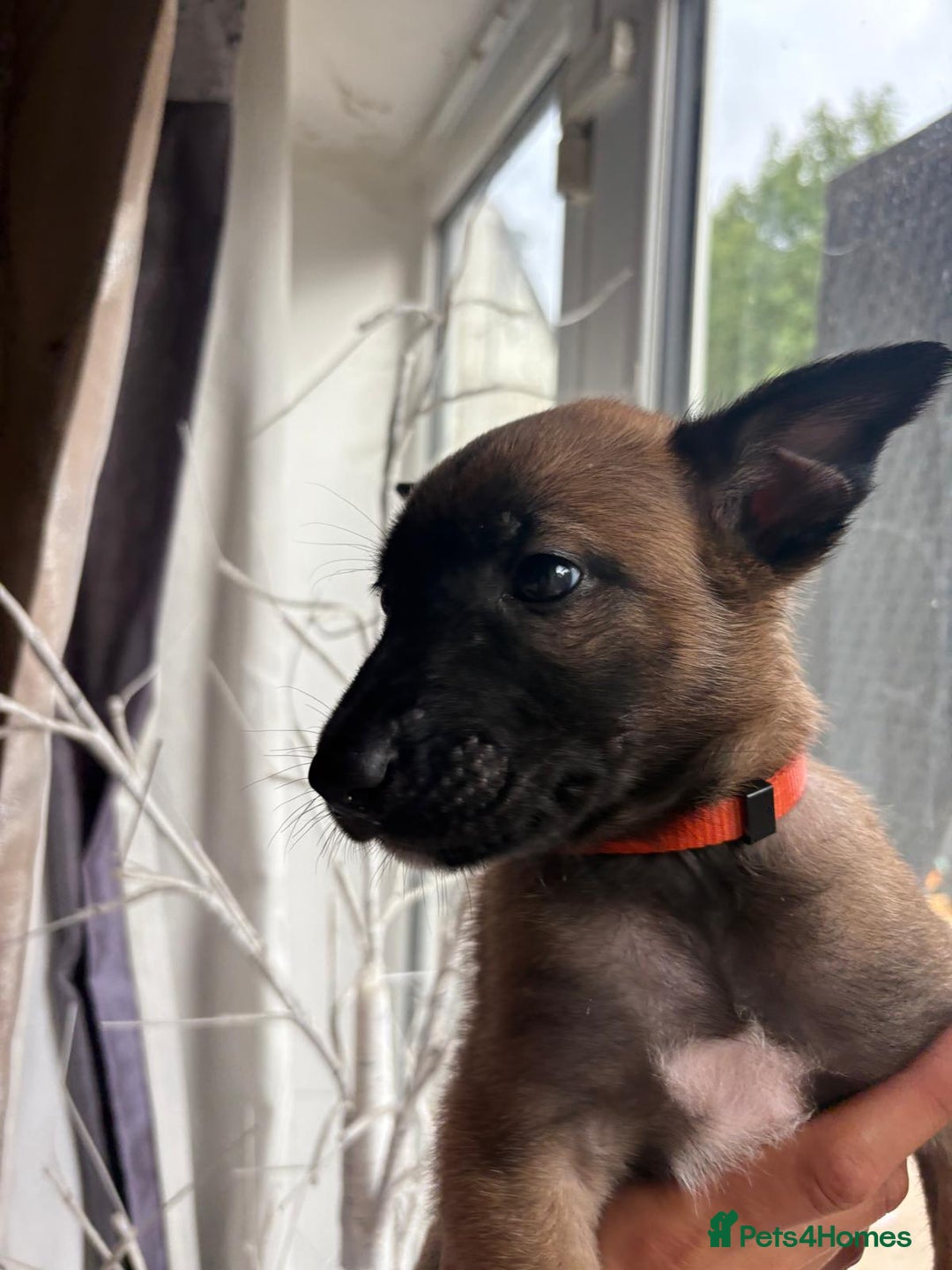 Belgian Shepherd Dog dogs for sale: Belgian malinois  - Image 9