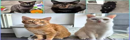 Mixed Breed cats for sale: 5 female cats for sale - Advert 10