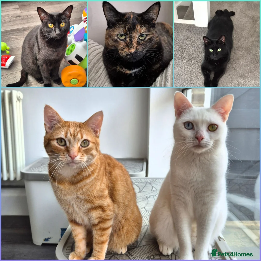 Mixed Breed cats for sale: 5 female cats for sale - Advert 10