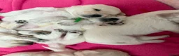 Maltese dogs for sale: Beautiful Bichon Maltese Puppies-1st Family Litter - Advert 5