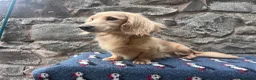 Miniature Dachshund dogs for stud: PROVEN KC CREAM MINIATURE LONG DACHSHUND STUD - Advert 3