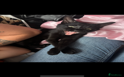 Mixed Breed cats for sale: 6 month old kitten, black with white patch. - Image 2