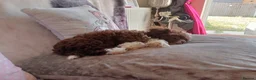 Mixed Breed dogs for sale: Imperial Shih Tzu/Poodle X Chocolate Chihuahua  - Advert 7