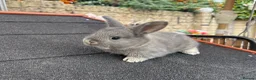 Continental Giant rabbits for sale: Gorgeous Conti/French Lop Bunnies ♥️ - Advert 18